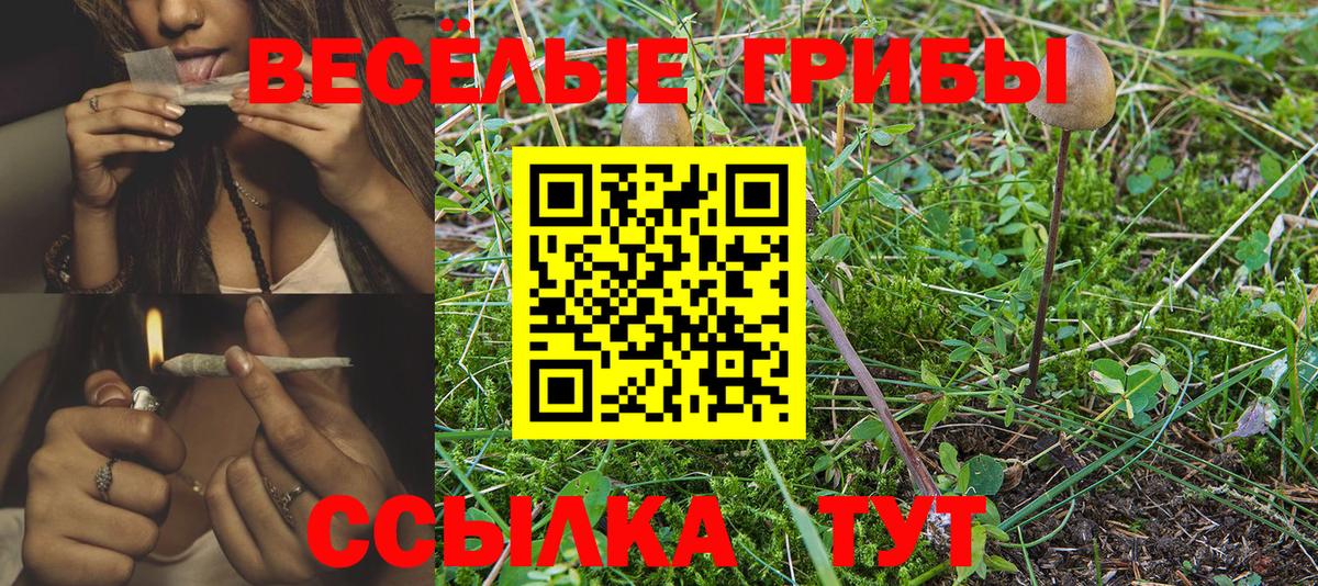 Псилоцибиновые грибы Psilocybe Сосновый Бор