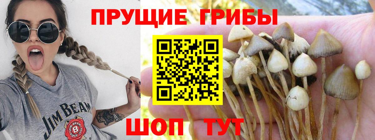 Псилоцибиновые грибы Magic Shrooms  Вход с VPN  Псилоцибиновые грибы мицелий  Сосновый Бор 
